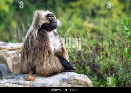 Gelada (Theropithecus gelada), Captive Foto Stock