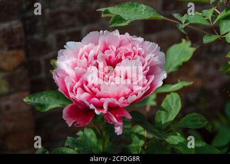 Peony suffruticosa Reine Elizabeth, Peony albero Foto Stock