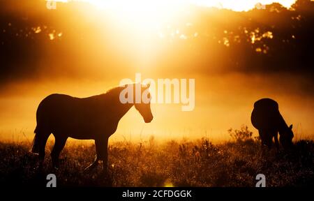 New Forest, Hampshire. 5 settembre 2020. Regno Unito Meteo. Pony che pascolano all'alba in una fresca mattina nebbiosa nella New Forest. Credit Stuart Martin/Alamy Live News Foto Stock
