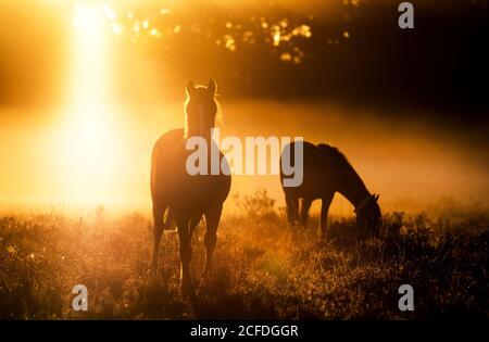 New Forest, Hampshire. 5 settembre 2020. Regno Unito Meteo. Pony che pascolano all'alba in una fresca mattina nebbiosa nella New Forest. Credit Stuart Martin/Alamy Live News Foto Stock
