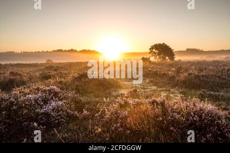 New Forest, Hampshire. 5 settembre 2020. Regno Unito Meteo. Alba in una fresca mattina nebbiosa nella New Forest. Credit Stuart Martin/Alamy Live News Foto Stock