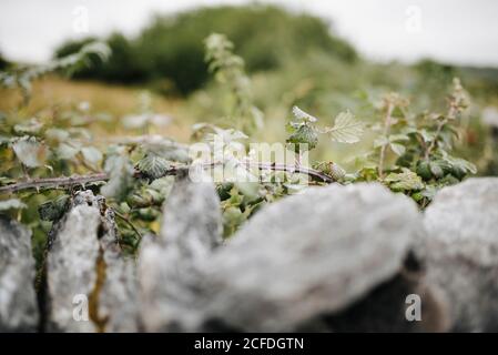 Thorn tendril cresce lungo un recinto di pietra tipico dell'Irlanda Foto Stock