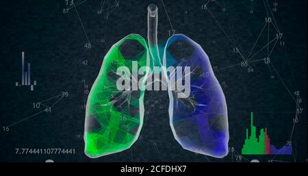 Modello 3D rotante a 360 polmoni poligonali bassi su sfondo nero con numeri e diagrammi animati in aumento. Illustrazione 3D Foto Stock