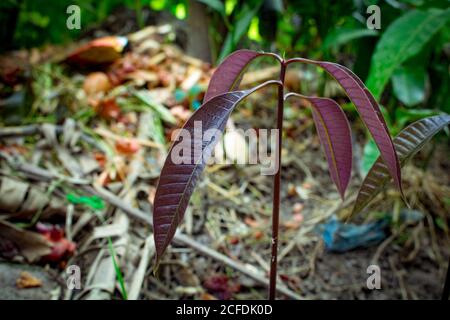 Bella pianta naturale del mango del bambino. Germogli giovani di alberi di mango in crescita. Foglie di Mango fresco di albero. Foto Stock