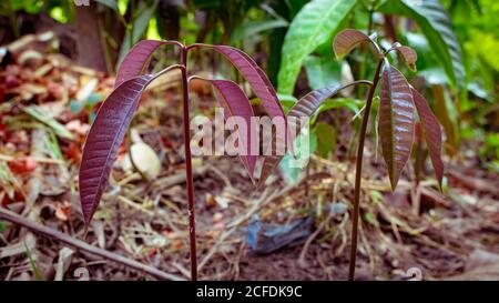 Bella pianta naturale del mango del bambino. Germogli giovani di alberi di mango in crescita. Foglie di Mango fresco di albero. Foto Stock