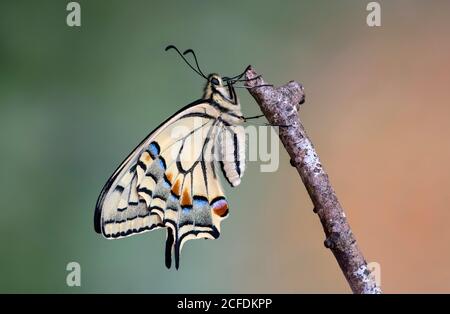 Coda di rondine appena schiusa (Papilio machaon), Svizzera Foto Stock