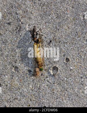 Horse Fly mangiare un giallo morto bruco, Sud Africa Foto Stock