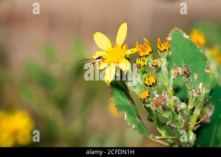 Giallo e nero spelato volare seduta su un giallo margherita fiore, Città del Capo, Sud Africa Foto Stock