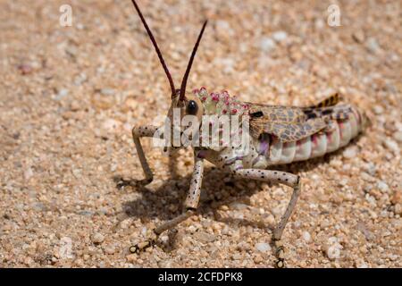 Green Milkweed Locust seduta (Phymateus viridipes) su una strada sterrata, Kruger National Park, Sudafrica Foto Stock