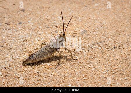 Green Milkweed Locust seduta (Phymateus viridipes) su una strada sterrata, Kruger National Park, Sudafrica Foto Stock