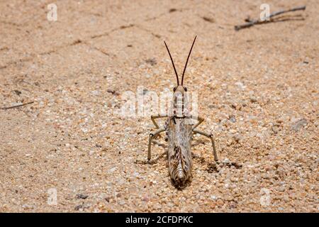 Green Milkweed Locust seduta (Phymateus viridipes) su una strada sterrata, Kruger National Park, Sudafrica Foto Stock