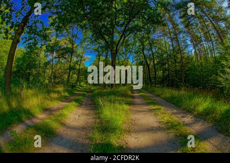 Forchetta di un sentiero forestale in estate, poco dopo l'alba, con una lente Fisheye sono fotografati Foto Stock