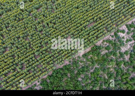 Campo di girasole (preso con un drone) Foto Stock