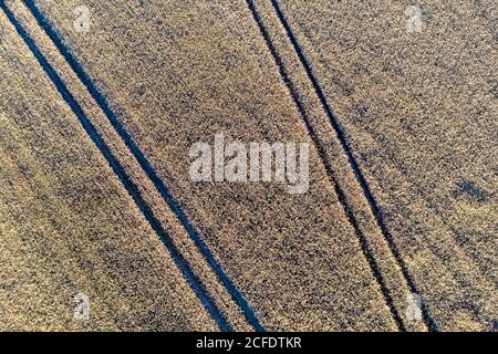 Campo di grano con tracce di macchine agricole, visto dall'aria. Foto Stock