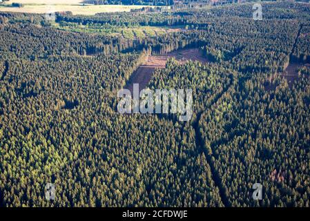 Germania, Sassonia-Anhalt, Harz, navate nella foresta, a causa delle condizioni meteorologiche e del barbabietola, molte conifere sono malati. Foto Stock