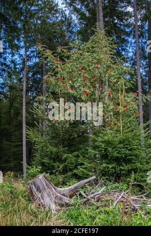 Europeo rowan albero nella foresta - escursioni intorno Karlstift, Waldviertel, Austria Foto Stock