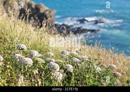 Le carote selvatiche fioriscono a Cap de Carteret sopra il mare accanto al sentiero escursionistico. Foto Stock