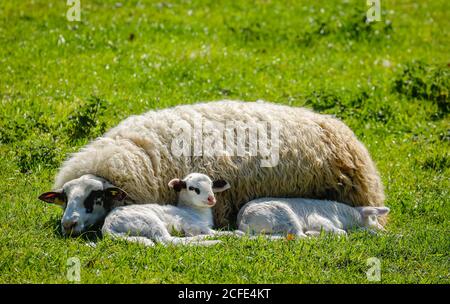 Pecora con agnelli nel prato, Grevenbroich, Renania settentrionale-Vestfalia, Germania Foto Stock