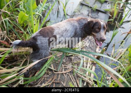 Cane da caccia in natura. Irish Setter vicino allo stagno. Foto Stock