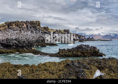 La formazione di roccia basaltica sulla costa di Hellnar, Islanda. Foto Stock