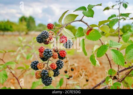 Bacche nere e rosse sul cespuglio, stagionatura e acerrida selvatiche in campagna Foto Stock