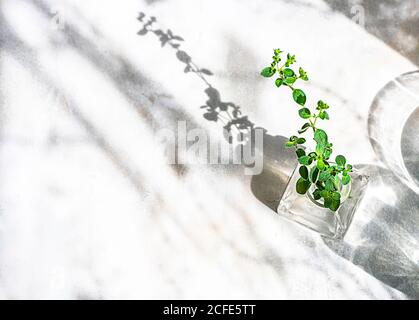 Medicina alternativa l'origano si verdi in una bottiglia di vetro su un tavolo bianco all'ombra del sole. Vista dall'alto. Spazio per il testo. Foto Stock