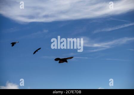 Tre pastori alpini (Pyrhocorax graculus) in volo contro il cielo blu e le nuvole Foto Stock