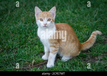 Giovane tabby rosso tom-Cat seduto nel prato Foto Stock