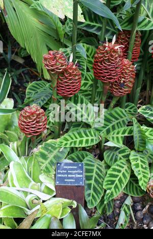 Zingiber macradenium o Beehive Ginger al cioccolato in fiore ai Giardini Botanici di Cairns, Queensland del Nord Foto Stock