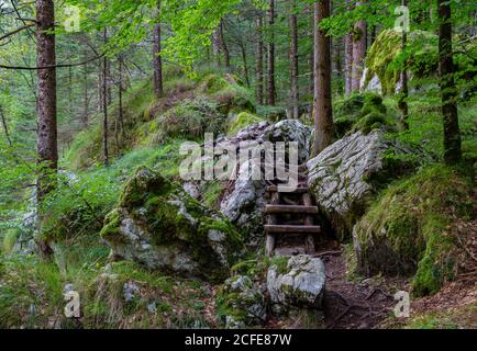 Scale in legno nel bosco sul sentiero Soca, alberi, pietre, rocce, Alpi Giulie, Parco Nazionale del Triglav, Valle Soca, Slovenia Foto Stock