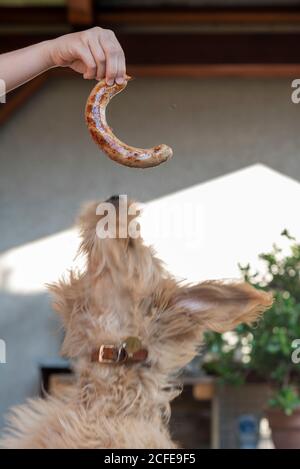 Il giovane cane (Mini Goldendoodle) salta dopo un bratwurst. Foto Stock