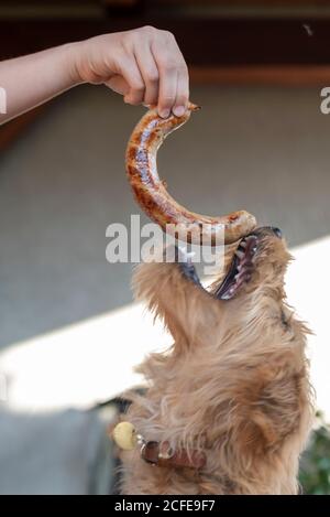 Il giovane cane (Mini Goldendoodle) salta dopo un bratwurst. Foto Stock