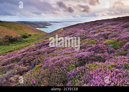 Heath paesaggio sul sentiero GR 34 lungo la costa a Cap Frehel. Foto Stock