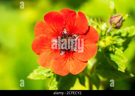 Potentilla "Scarlet di Gibson" una pianta di fiori rossi d'estate comunemente conosciuta come immagine di riserva di cinquefoil Foto Stock