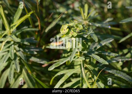 Euphorbia esula, verde spurge closeup fiori fuoco selettivo Foto Stock