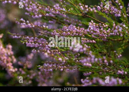 fiori di heather nel fuoco selettivo di closeup della foresta Foto Stock