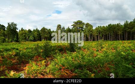 Vista di alberi sempreverdi e bracken sul sentiero UFO a Rendlesham Forest, Suffolk, Regno Unito Foto Stock