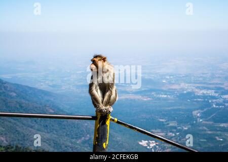 Monkey è un nome comune che può fare riferimento ai gruppi o specie di mammiferi Foto Stock