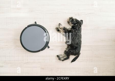 Vista dall'alto del simpatico cane che dormiva su legno chiaro pavimento vicino all'aspirapolvere robot adatto agli animali domestici Foto Stock