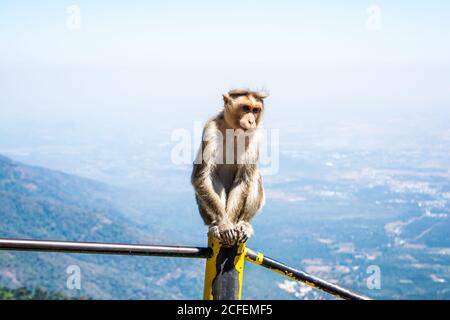 Monkey è un nome comune che può fare riferimento ai gruppi o specie di mammiferi Foto Stock