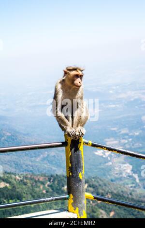 Monkey è un nome comune che può fare riferimento ai gruppi o specie di mammiferi Foto Stock