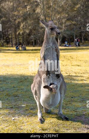 Canguro rosso australiano nella natura selvaggia Foto Stock