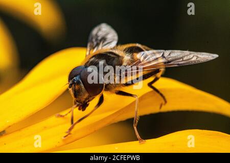 Primo piano testa su dettaglio di una mosca di colore brillante (Syrphus ribesii) che riposa su un campo Marigold Flower (Calendula arvensis) in estate. Foto Stock