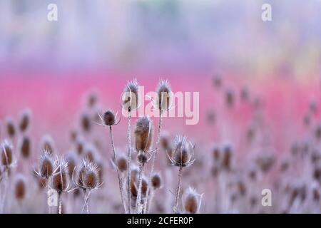 Paesaggio di un campo di Thistle su sfondo viola sfocato Foto Stock