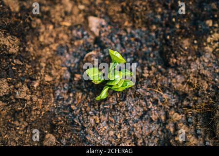 Germogli verdi di pomodori crescenti in giardino Foto Stock