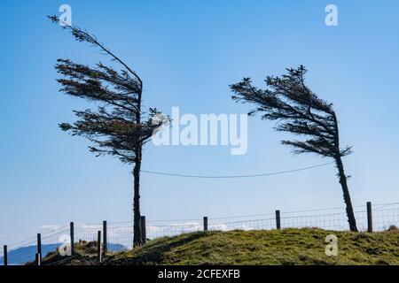 Due alberi spazzati dal vento e una linea di lavaggio vuota sul Isola di Skye Foto Stock