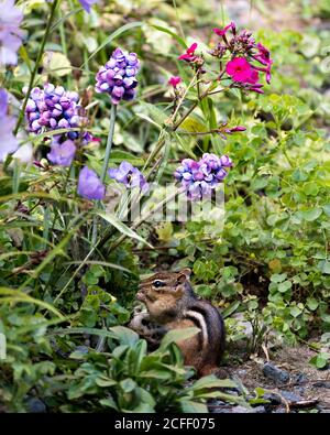 Chippmunk primo piano profilo vista laterale che mostra pelliccia marrone, corpo, nel suo ambiente e habitat con fiori selvatici e fogliame sfondo e primo piano Foto Stock