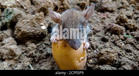 Animale di ratto isolato su sfondo di terra vegetale di patata per la consapevolezza di leadership. Foto Stock