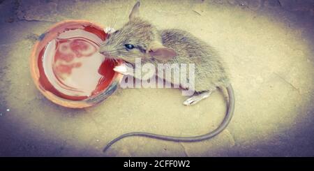 Acqua potabile di animale di ratto sullo sfondo della pentola di suolo per la consapevolezza di leadership. Foto Stock