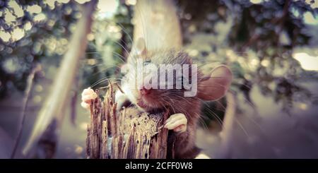Animale di ratto isolato su sfondo di legno per la consapevolezza di leadership. Foto Stock